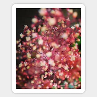 Flowering heuchera Sticker